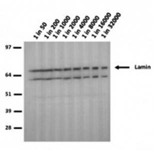 Lamin A+C mutant R482W Monoclonal Antibody