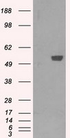 LARP1 Antibody