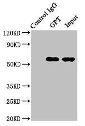 LASP1 Antibody