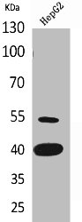 LASP1 Antibody
