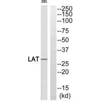 LAT Antibody