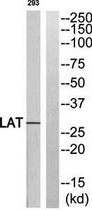 LAT (Ab-255) Antibody