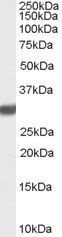 Latexin Antibody