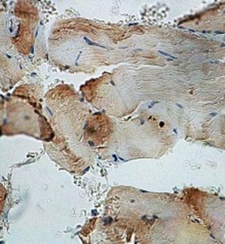 LEPREL2 Rabbit Polyclonal Antibody