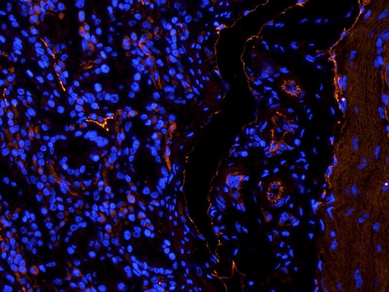 Leptin Receptor antibody