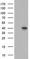 LTA4H Antibody