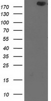LTA4H Antibody