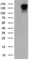 LTA4H Antibody