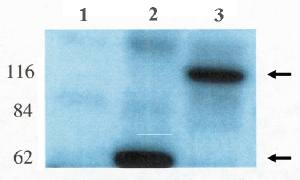 Sheep Mouse LFC Antibody