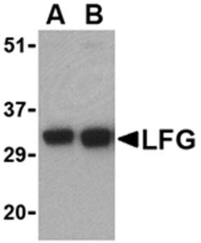 LFG Rabbit Polyclonal Antibody