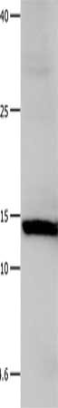 LGALS1 Antibody