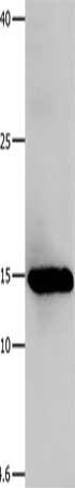 LGALS1 Antibody