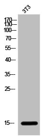 LGALS1 Antibody