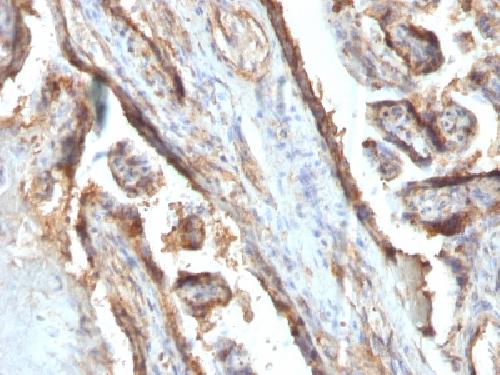 LGALS13 Antibody