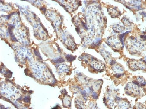 LGALS13 Antibody