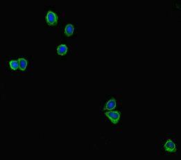 Lgals4 Antibody