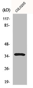 LGALS4 Antibody