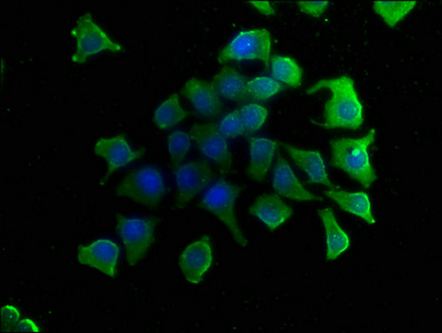 LGALS4 Antibody