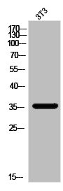 LGALS8 Antibody
