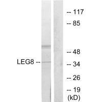 LGALS8 Antibody