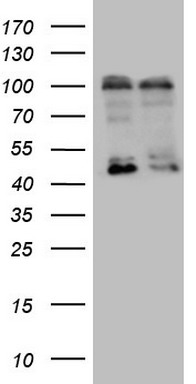 LGR5 Antibody