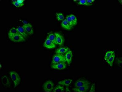 LGR5 Antibody