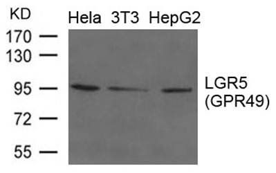 LGR5 Antibody