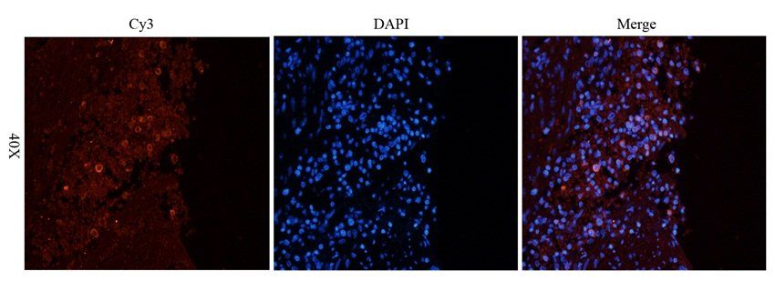 LGR7 Rabbit Polyclonal Antibody