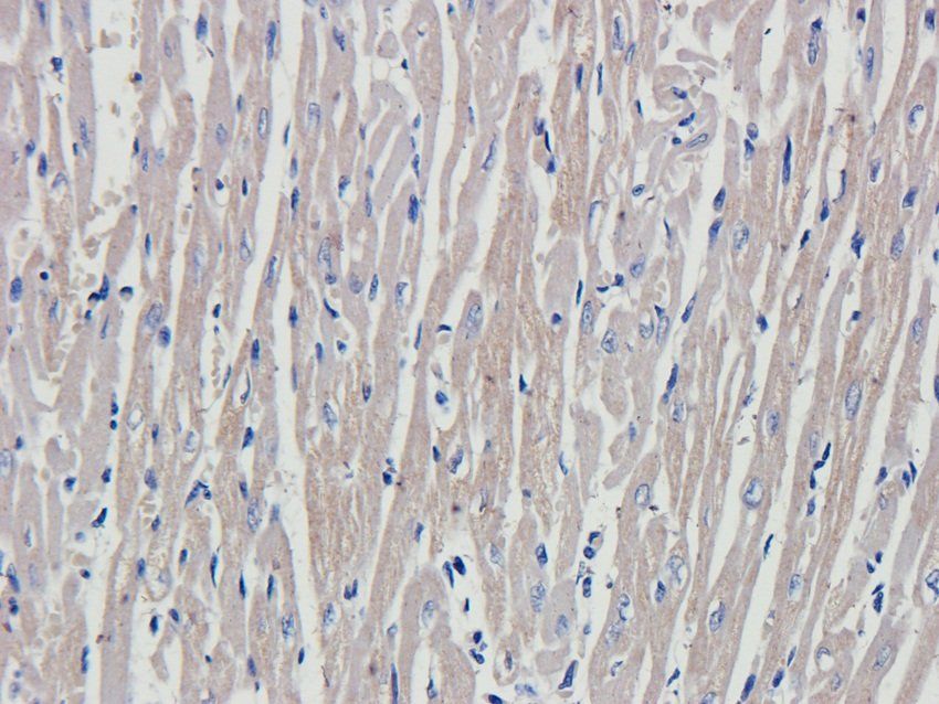 LGR7 Rabbit Polyclonal Antibody