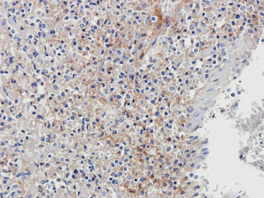 LGR7 Rabbit Polyclonal Antibody
