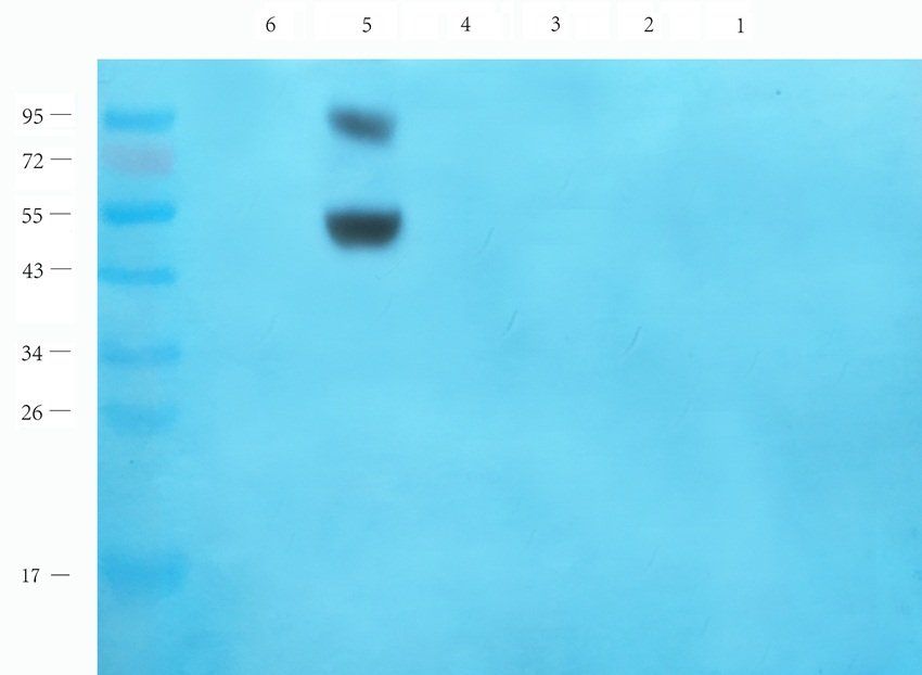 LGR7 Rabbit Polyclonal Antibody