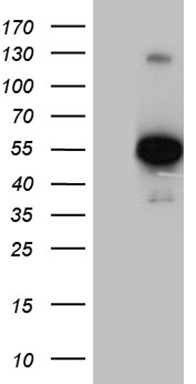 LHX2 Antibody