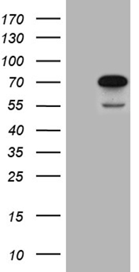 LHX2 Antibody