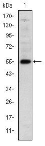 LHX2 Antibody