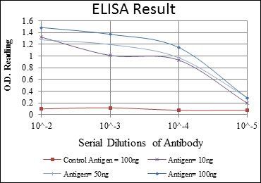 LHX2 Antibody
