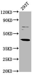 LHX3 Antibody