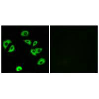 LILRB4 Antibody