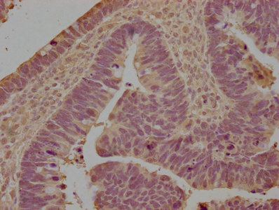 LILRB5 Antibody