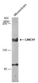 LIM and calponin homology domains 1 Antibody