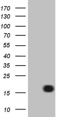LIME1 Antibody
