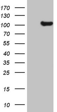 LIME Antibody