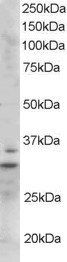 Lime1 (mouse) Antibody