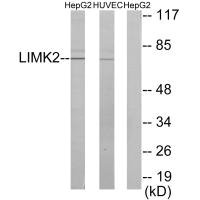 LIMK2 Antibody