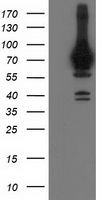 LIPG Antibody