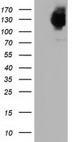 LIPG Antibody