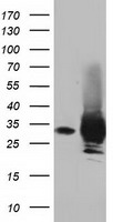 LIPG Antibody