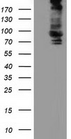 LIPG Antibody