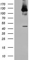 LIPG Antibody
