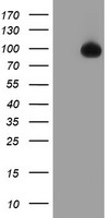 DLD Antibody