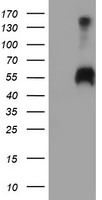 DLD Antibody